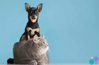 Перевозка собак и кошек из Казахстана в США и Канаду с Delivery Animal