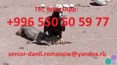 Voyages au Kyrgyzstan, guide, tourism, excursions, balades aux montagnes, chauffeur