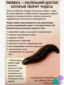Гирудотерапия для спокойствия и крепкого сна